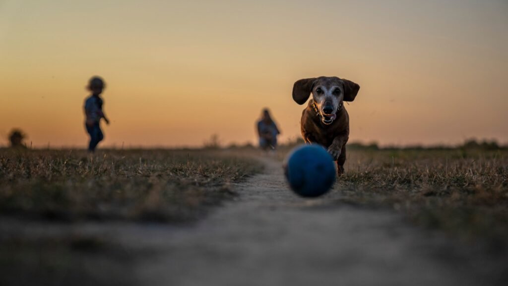 Spielende Hunde hasse ich